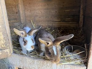 Junge Kaninchen