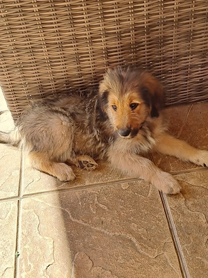 Welpen Briard, Landseer Mix 