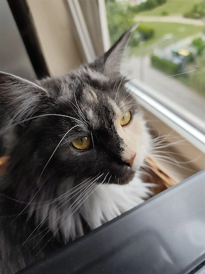 Anhängliches Maine Coon Mädchen 