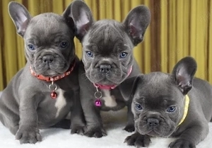 Wunderschönen Exklusive Französische Bulldoggen Welpen mit Papieren 