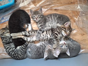 5 süße Kitten in Liebevolle Hände abzugeben 