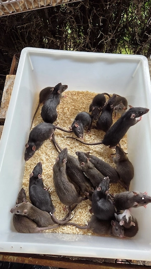 Farb Ratten 