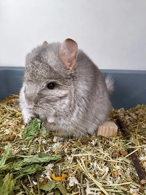 Chinchilla zu abgeben 