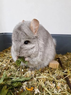 Chinchilla Weibchen sucht neues Zuhause 