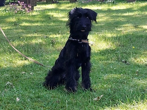 Schnauzer Mix Welpen Rüde "Didi" sucht ein Zuhause