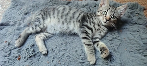 Abgabebereit ! Katzenbaby  Heilige Birmamix 12 Wochen