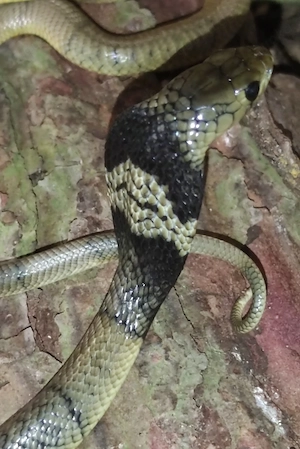 Naja annulifera 