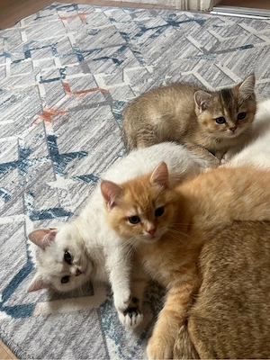 Reinrassige BKH Kitten  Bild 6