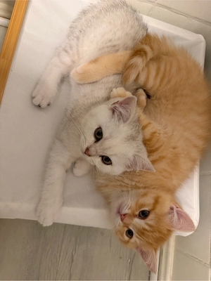 Reinrassige BKH Kitten  Bild 3