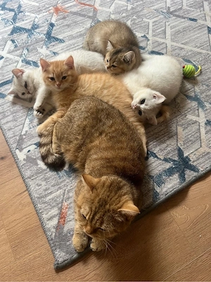 Reinrassige BKH Kitten  Bild 7
