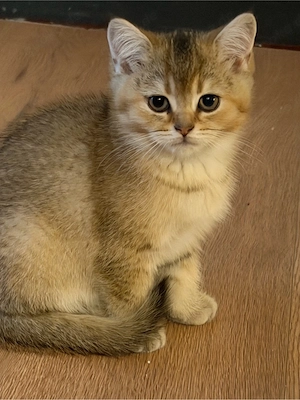 Reinrassige BKH Kitten  Bild 5
