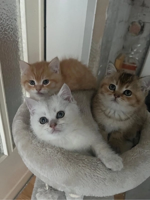 Reinrassige BKH Kitten  Bild 4