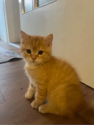 Reinrassige BKH Kitten  Bild 2