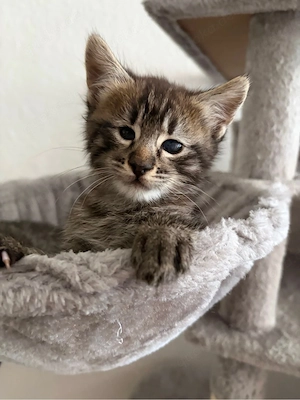 Baby katzen 