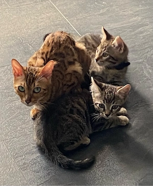 Bangal - Maine coon Mix zu verkaufen 