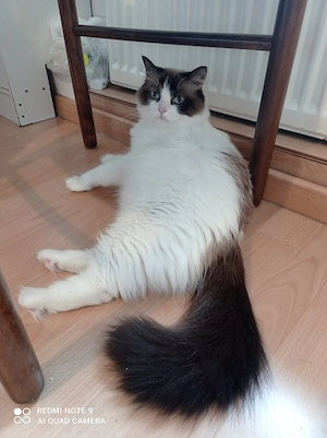 Ragdoll mit Stammbaum 