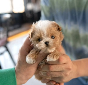 F1 Maltipoo-Welpen zur Adoption 