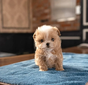 Ausgebildeter Maltipoo zur Adoption 
