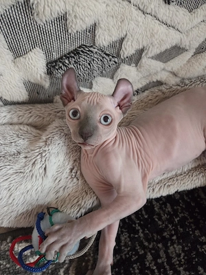 SphynxKatzen mit Schnurr-Tasthaaren