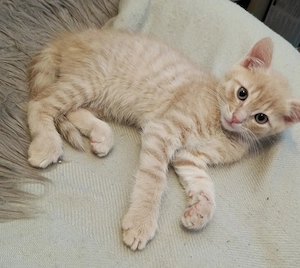 Zauberhafte BKH-Mix Kitten in seltenen Farben ( Hellcreme, Hellblau) Schildpatt, Rot und Rotweiß