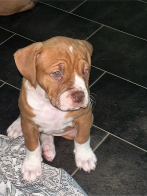 old englisch bulldog 