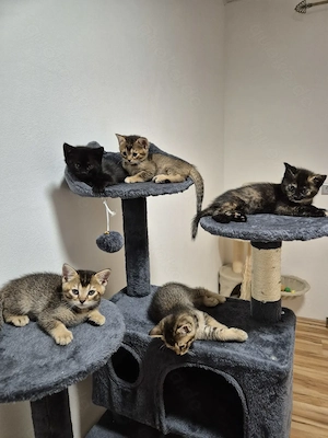 Fünf hübschen britisch Kurzhaar  Bengal mix Kitten zu verkaufen 