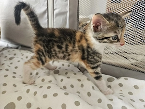 Zuckersüße Kitten zu verkaufen 