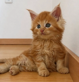 Maine Coon Kitten