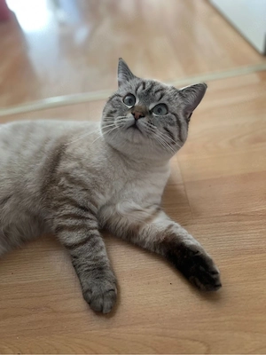 BKH kater in liebevolle hände abzugeben 