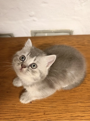 BKH-Kitten (reinrassig)