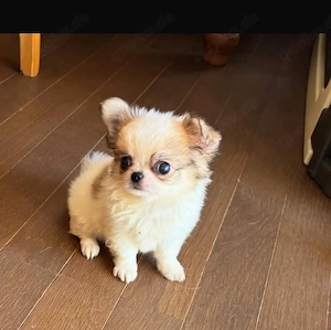 weiblicher Chihuahua