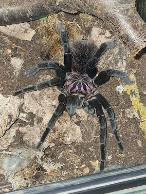 Xenesthis intermedia 1.0, Vogelspinne