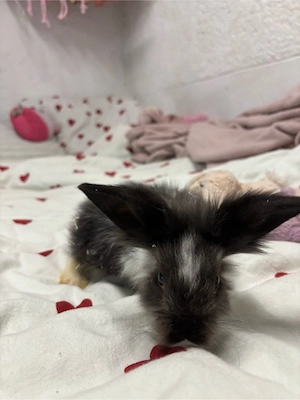 Kaninchen Babys Weibchen