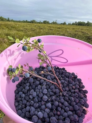 Blaubeerre