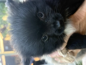 Chihuahua- Pomeranian 