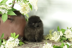 RÜDE Süßer Pomeranian (Deutscher Zwergspitz) Welpe zu verkaufen