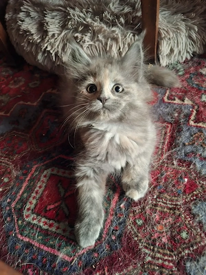 Abgabebereit Reinrassige Maincoon Babys Mädchen 