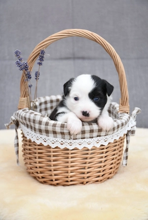 Mini Australian Shepherd Welpen 