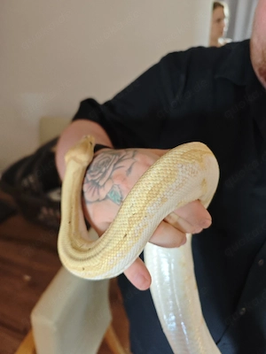 Coral Clow  Banana Pin sugar Pos het pied