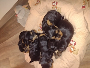 5 Yorkshire Terrier Welpen 