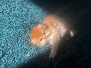 zwei wunderschöne weibliche Katzensuchen liebevolles Zuhause