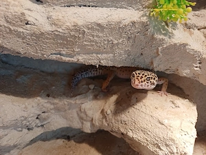Leopardgeckos