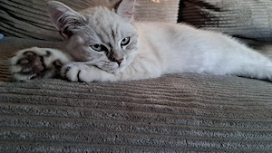 wunderschöne  BKH - Kitte 