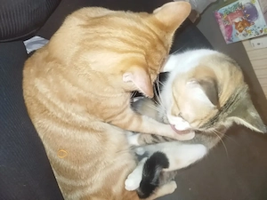 europäische Kurzhaar Katzen 