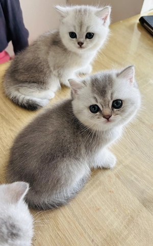 BKH Kitten mit blauen Augen