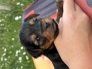 Hundewelpen Yorkshire terrier