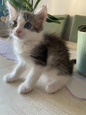 ragdoll Mix Katze weiblich Kätzchen 