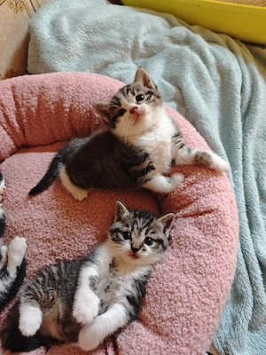 Bezaubernde BKH Mix Kitten 