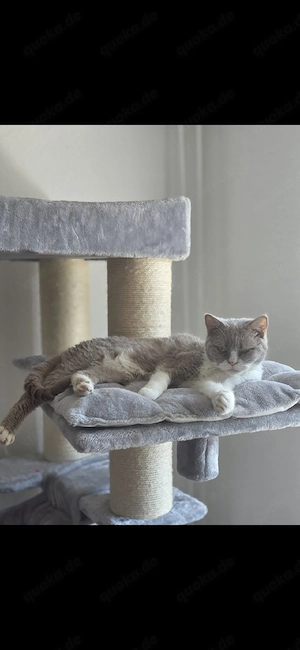 wunderschöne BKH katze 
