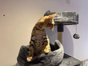 Bengal Kitten 